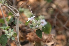 Petalidium barlerioides